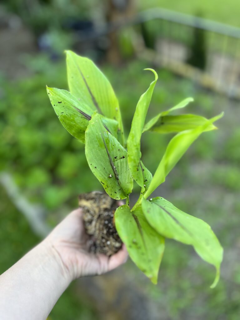 two turmeric plants being held in one hand