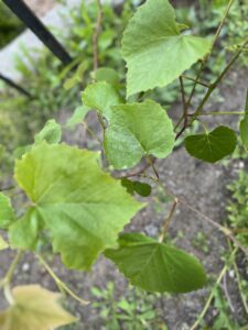 grape leaves on a vine