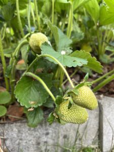 green strawberries growing on the plant